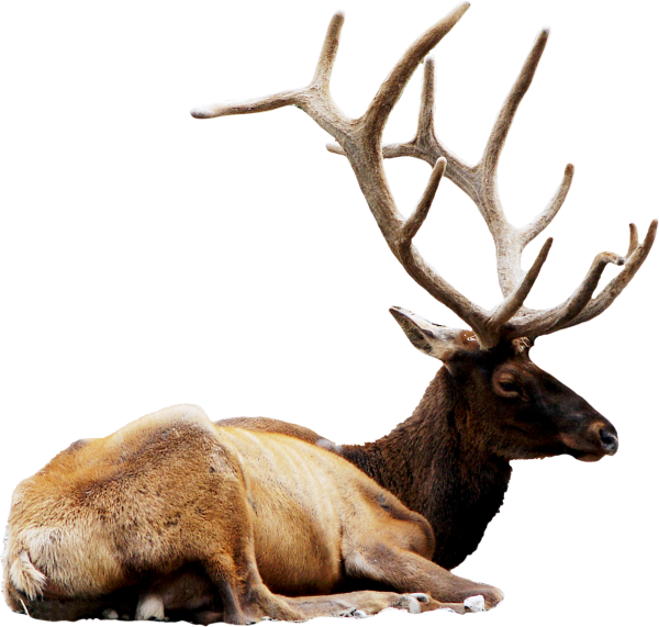 Лень на белом фоне