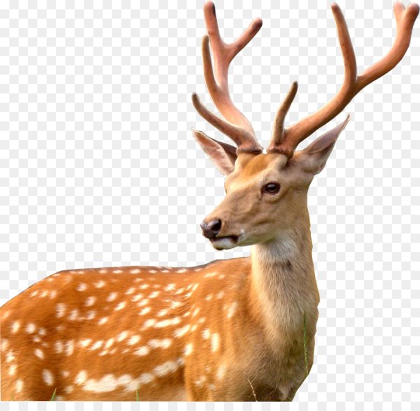 Белый олень фр