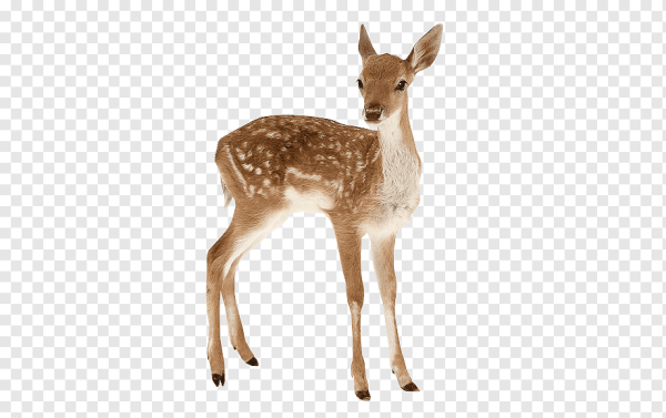 Олененок на белом фоне