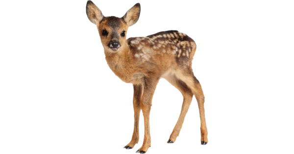 Олененок на белом фоне