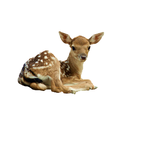 Олененок на белом фоне