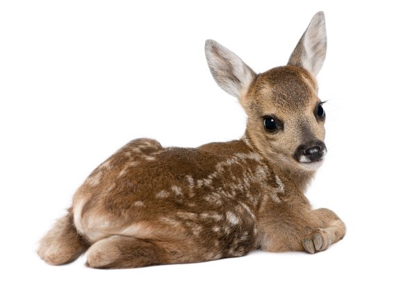 Косуля на белом фоне