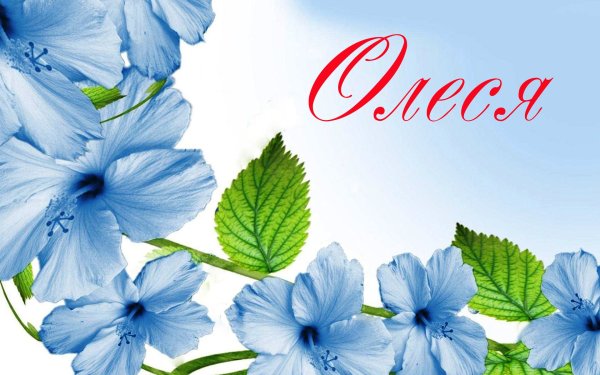 Красивые цветы для Олеси