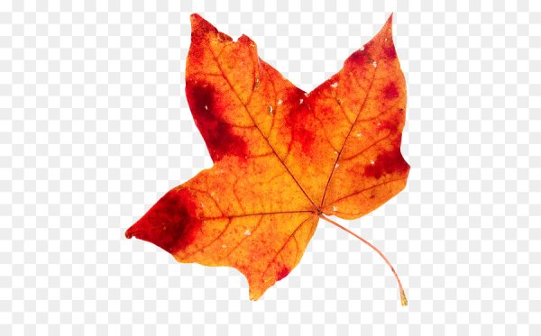 Осенние листья без фона