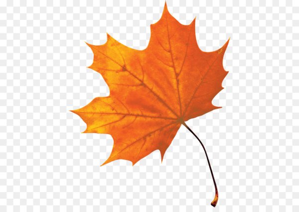 Кленовый лист на белом фоне