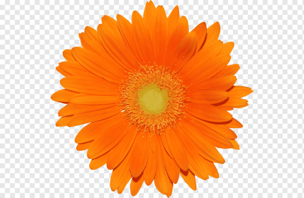 Оранжевые цветы