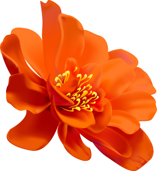 Цветы без фона