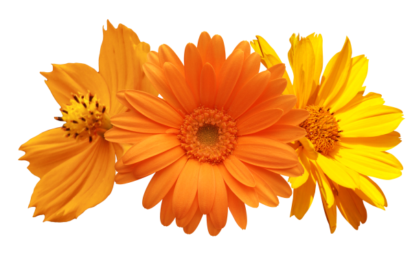 Календула без фона