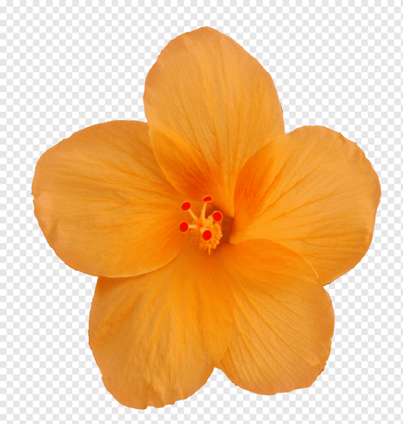 Цветы на белом фоне