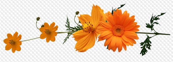 Цветы октября на белом фоне