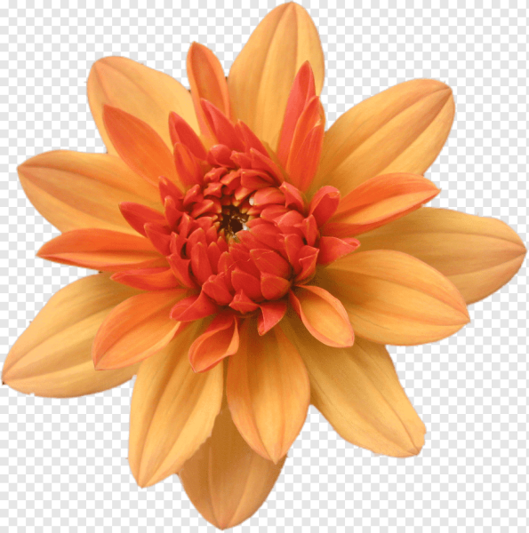 Цветы на прозрачном фоне