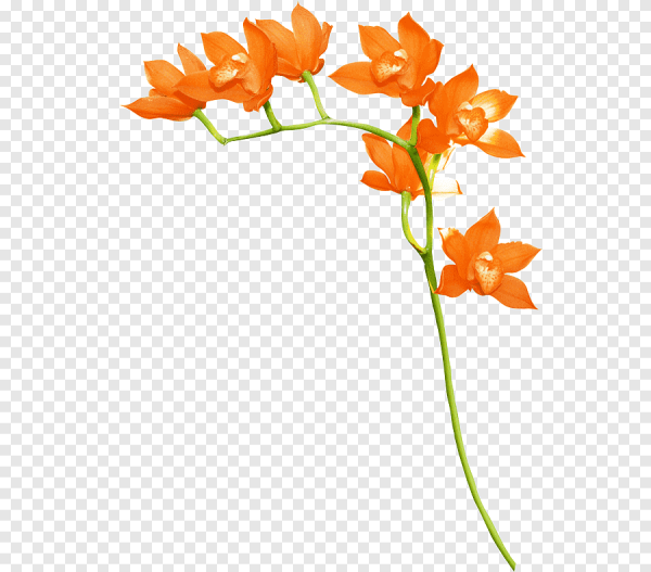 Оранжевые цветы на прозрачном фоне