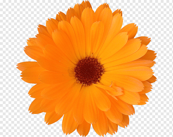 Календула на белом фоне