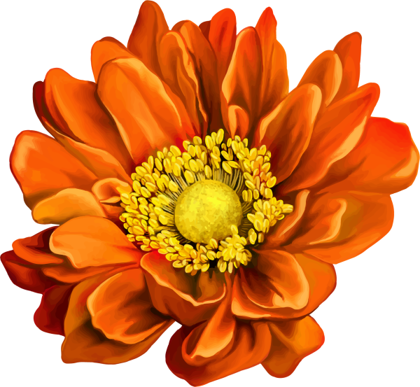 Цветы на прозрачном фоне