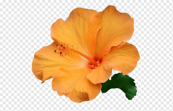 Оранжевые цветы на прозрачном фоне