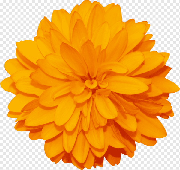 Осенние цветы на белом фоне