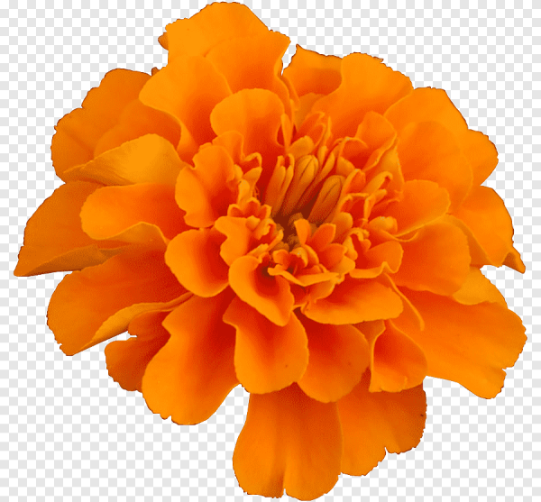 Бархатцы на белом фоне