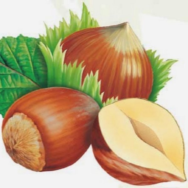 Орехи иллюстрация