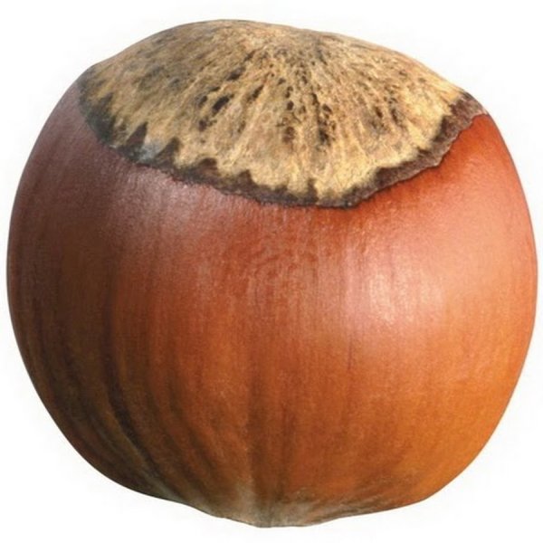 Орех фундук один