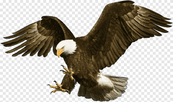 Орел летит на белом фоне