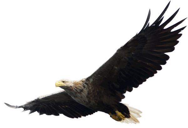 Степной Орел на белом фоне