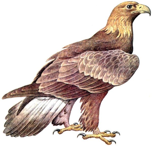 Беркут на белом фоне