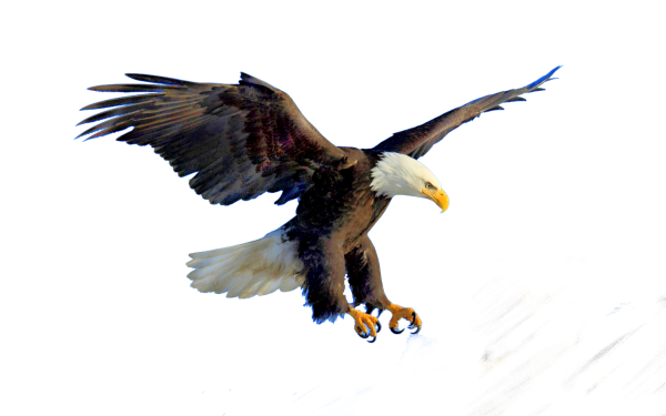 Белоголовый Орлан на белом фоне
