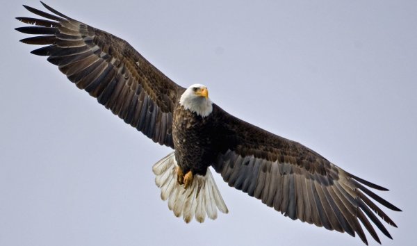 Парящий Орел