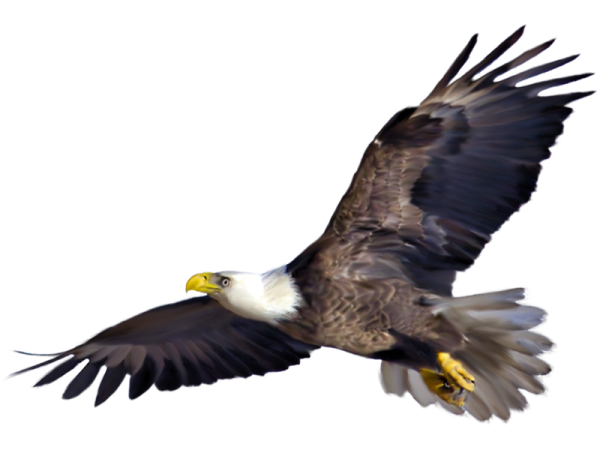 Коршун на белом фоне