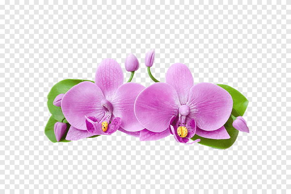 Цветок орхидеи на прозрачном фоне