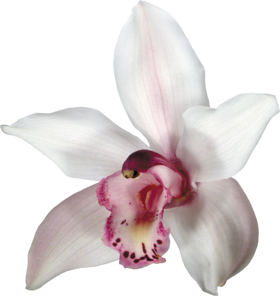 Орхидея на белом фоне