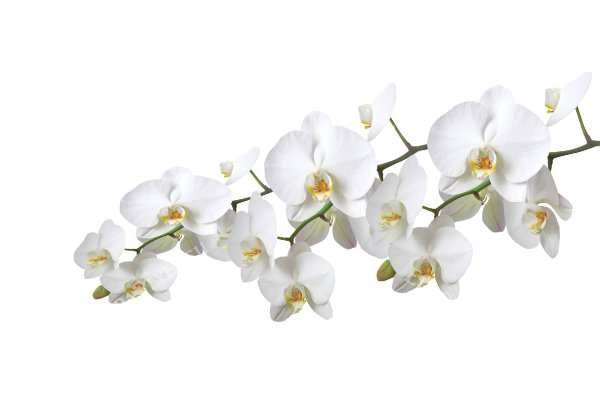Ветка белой орхидеи