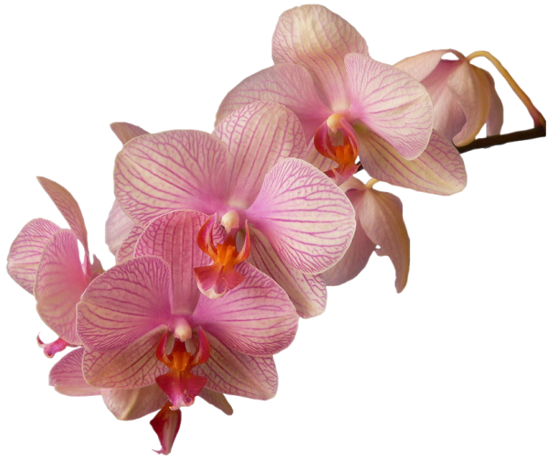 Орхидеи на прозрачном фоне для фотошопа
