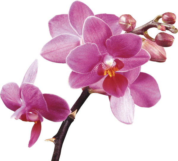 Розовые орхидеи вектор