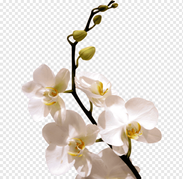 Веточка орхидеи