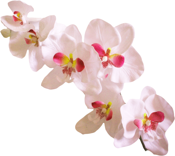 Орхидея на белом фоне