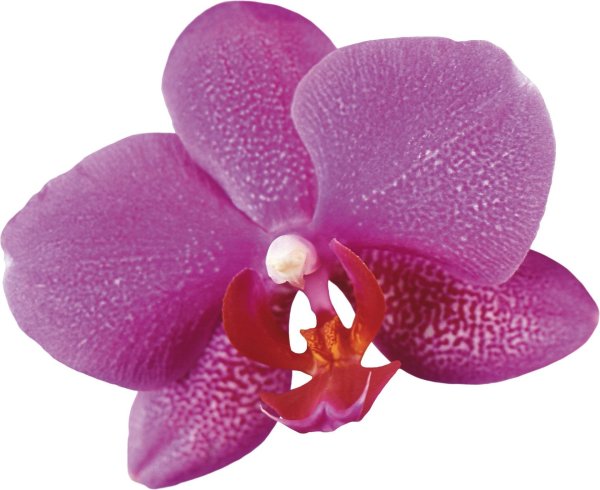 Цветы на белом фоне