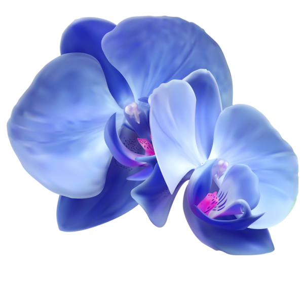 Орхидея сине фиолетовая