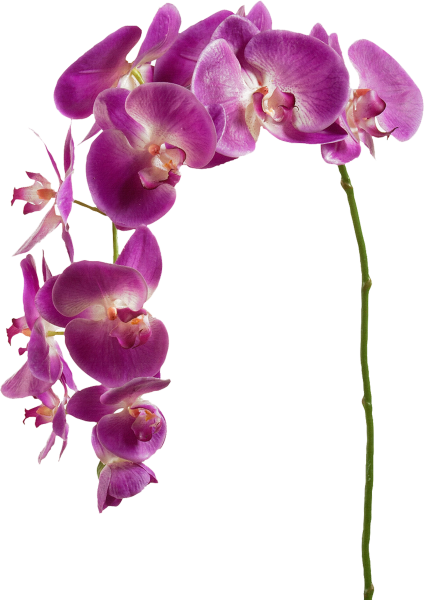 Фиолетовые цветы на белом фоне