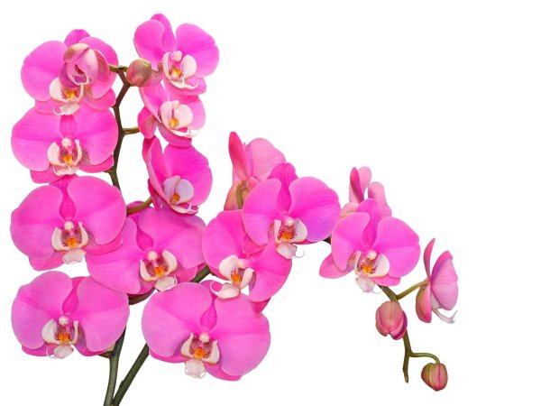 Орхидея на белом фоне