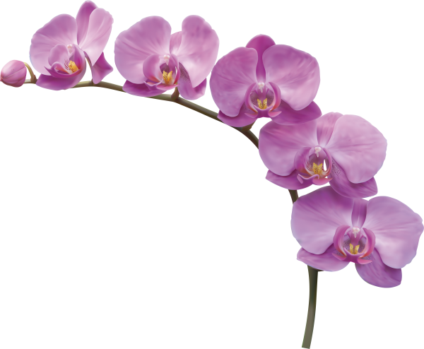 Сиреневая Орхидея фаленопсис PNG