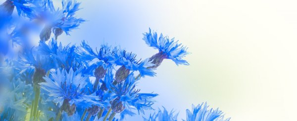 Рамка с васильками