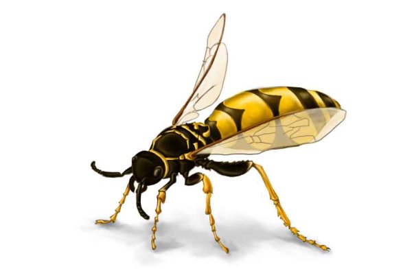 Оса для дошкольников