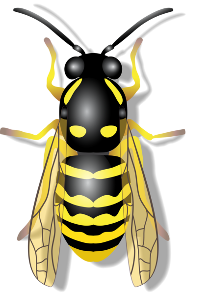 Оса для детей