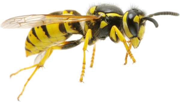 Пчела на белом фоне