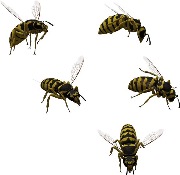 Оса на прозрачном фоне