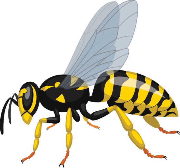 Оса на белом фоне для детей