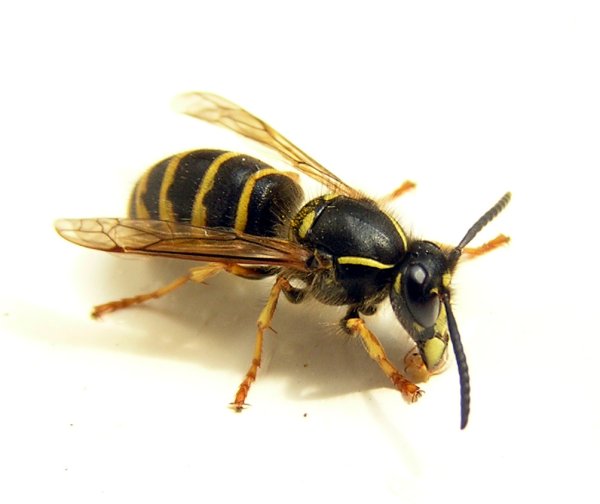 Оса без фона