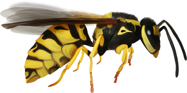 Оса для дошкольников