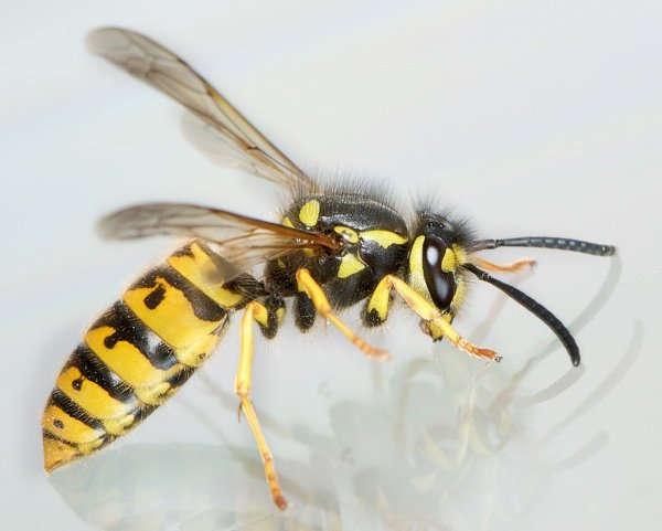 Оса Германская - Paravespula Germanica